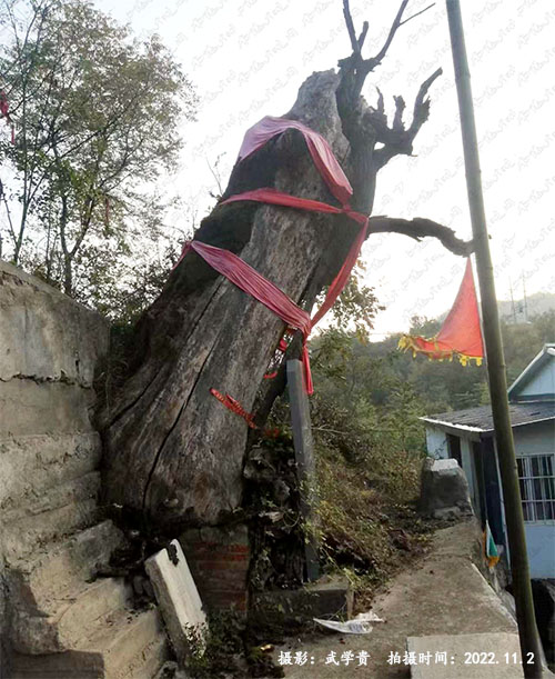 小叶黄杨.jpg