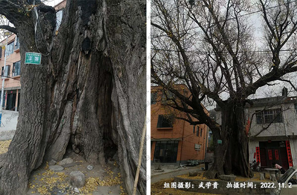救驾树.jpg
