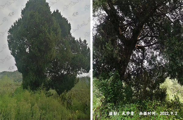 鱼贯口柏.jpg