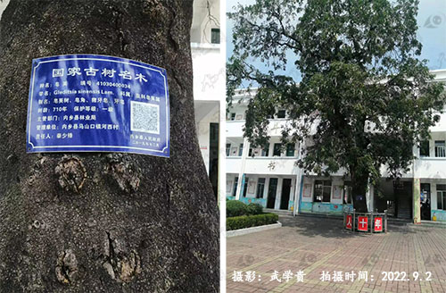 马山河西皂角.jpg