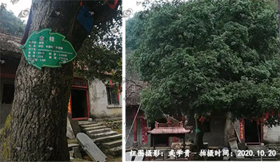 黑明寺树.jpg