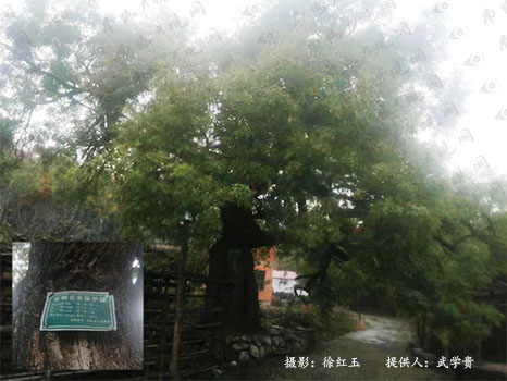黑虎庙槐树.jpg