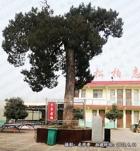 显圣柏.jpg