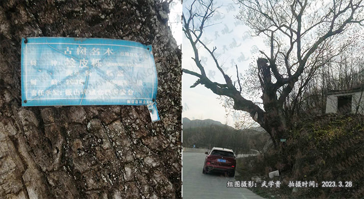 板山坪仓房栓皮栎.jpg