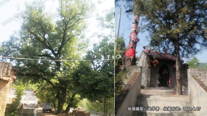 吴家庄树和庙.jpg