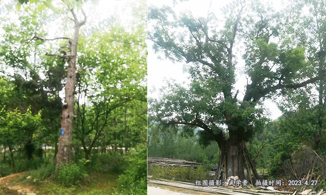 夏馆青杠树两树.jpg