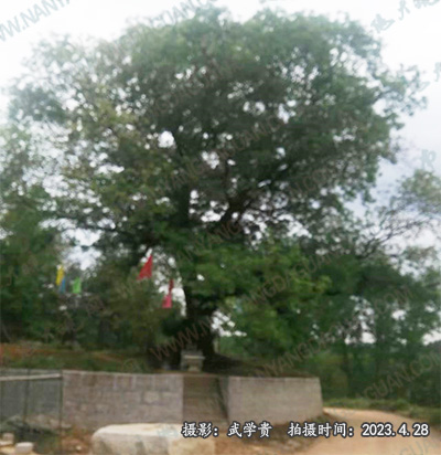 西河堂黑龙潭树.jpg