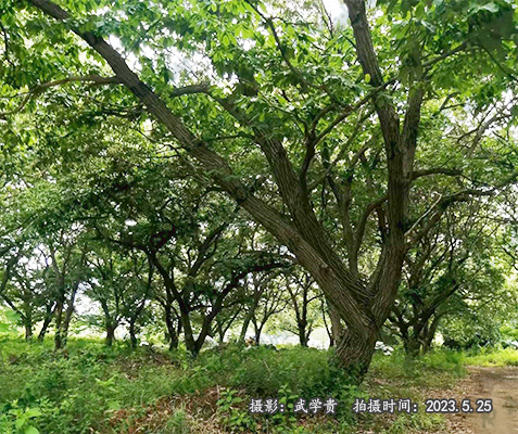 白庙古板栗群.jpg