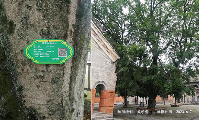 700年皂角（511）.jpg