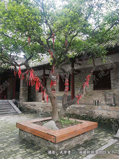 香橼树.jpg