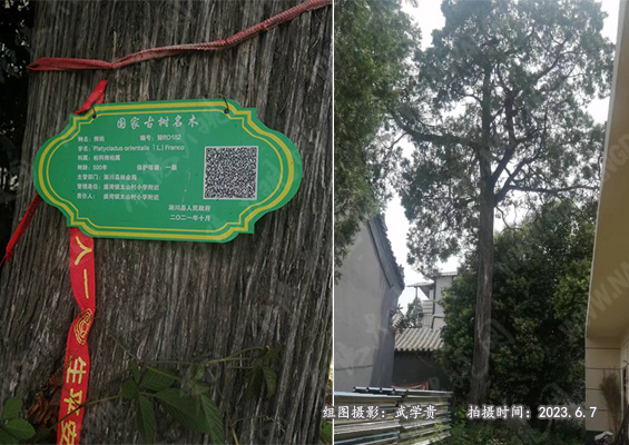 盛湾泰山庙柏.jpg