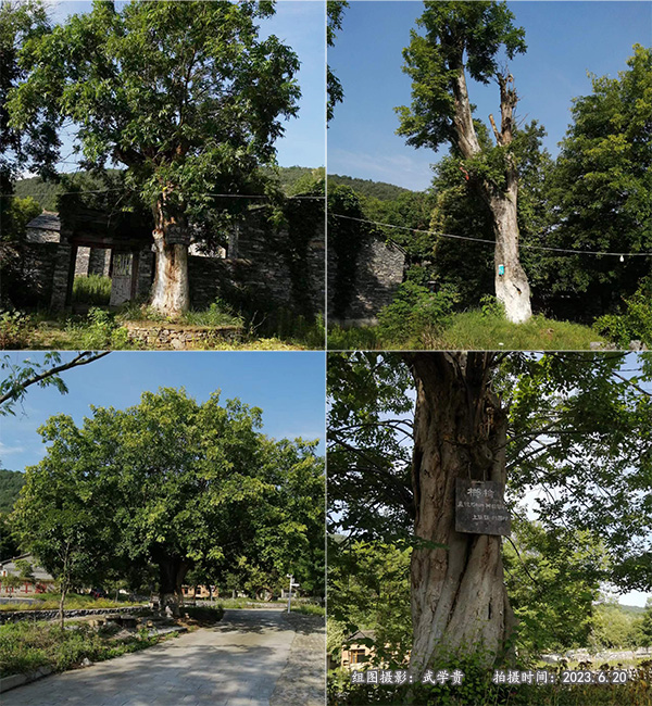 移民苑古树.jpg