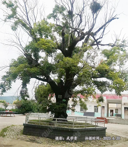 蔡家皂角树2.jpg