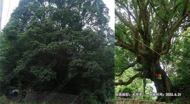 代兴沟桂花.jpg