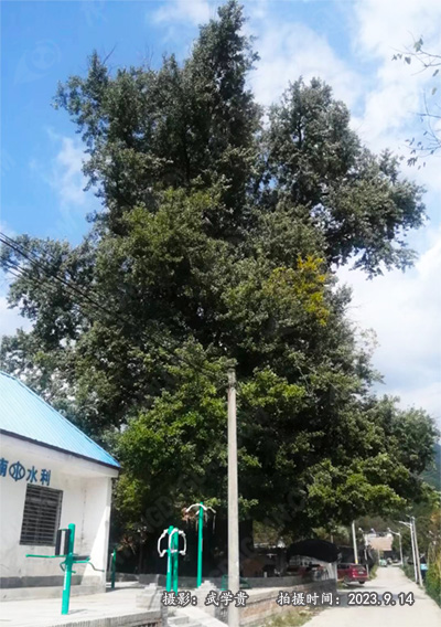 通渠银杏树.jpg