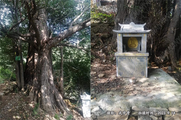 杨盘树庙.jpg