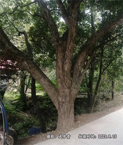 捷道冬青树.jpg