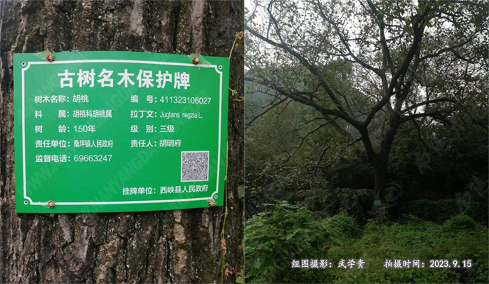 朱宝沟核桃树.jpg