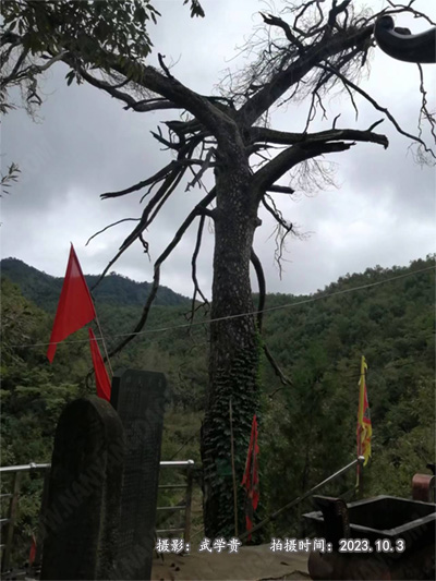 黑龙树.jpg