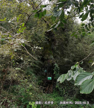 蝎子坪树.jpg