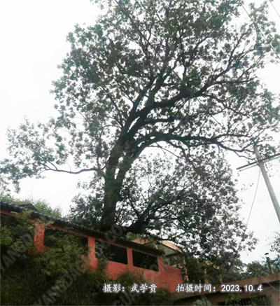 皇后黄连树.jpg
