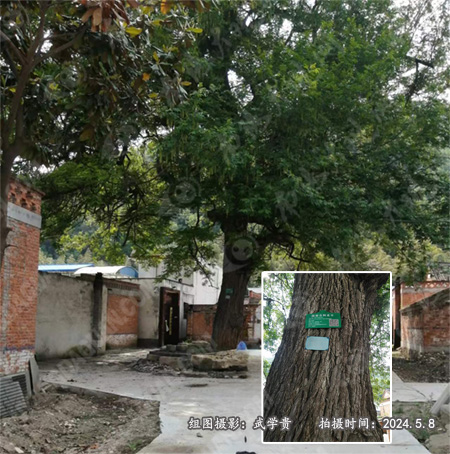 桃庄河古树.jpg