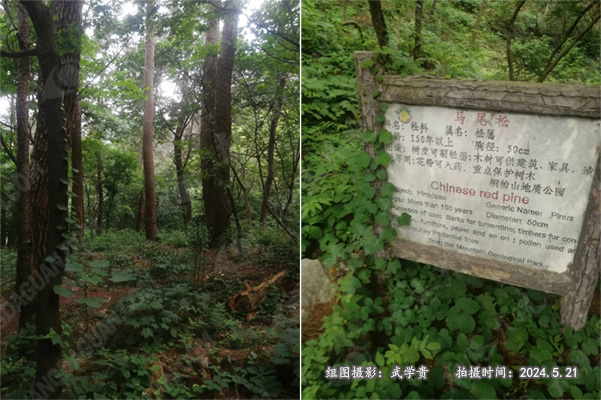 桃花洞马尾松林.jpg