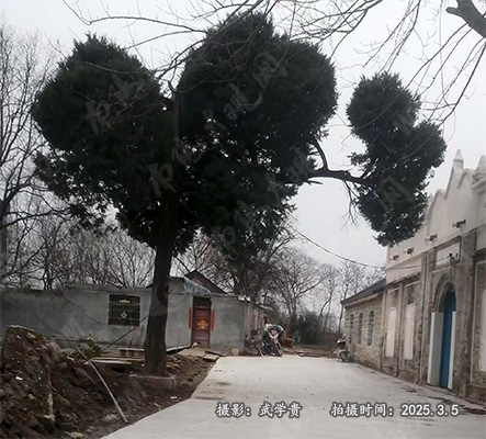 樊集柏.jpg